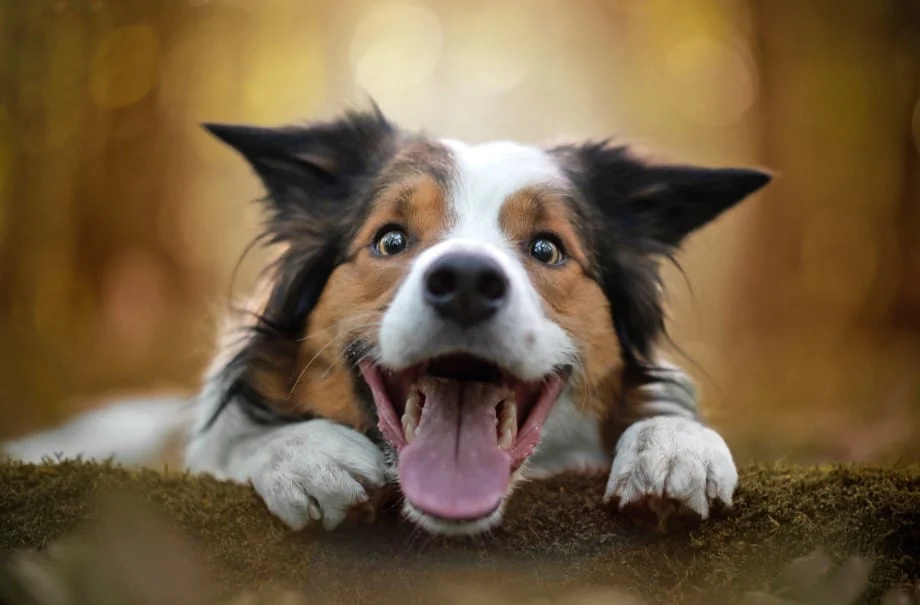 Mơ thấy chó là điều tốt hay xấu