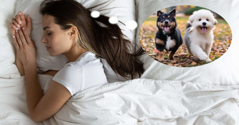 Giải mã giấc mơ thấy chó