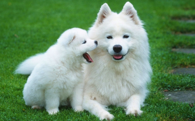 Ý nghĩa việc mơ thấy cho trong cuộc sống thực tiễn