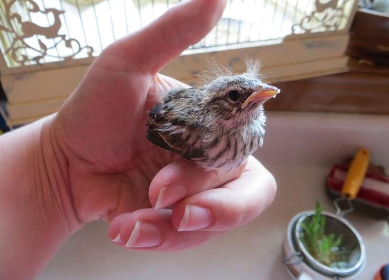 Ý nghĩa khi nằm mơ bắt được chim