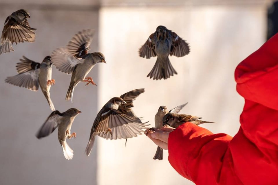 Giải đáp mơ thấy chim sẻ đánh số mấy kéo tài lộc về túi?