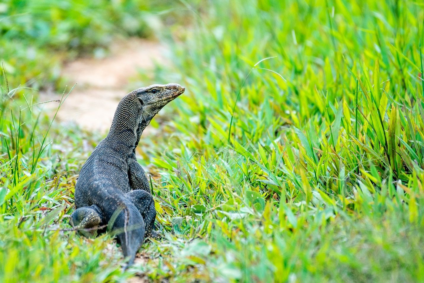 Nằm mơ thấy kỳ đà là điềm gì? Hé lộ con số chuẩn xác 8 Các con số may mắn đi kèm khi mơ thấy kỳ đà